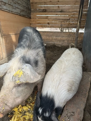 vand porci - imagine 3