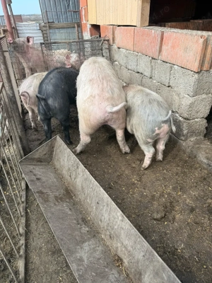 vand porci - imagine 5