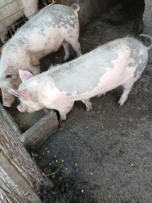 Vand Grasuni - imagine 3