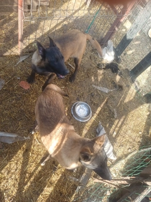 ciobanesc belgian  - imagine 5