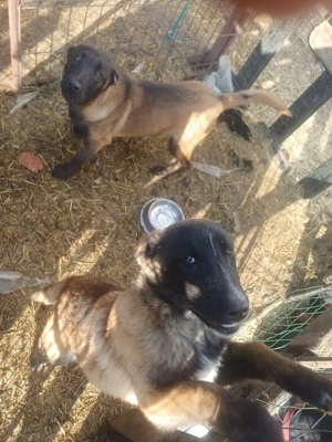 ciobanesc belgian  - imagine 2