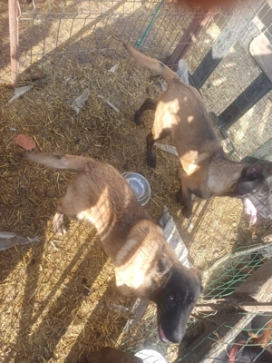 ciobanesc belgian  - imagine 3