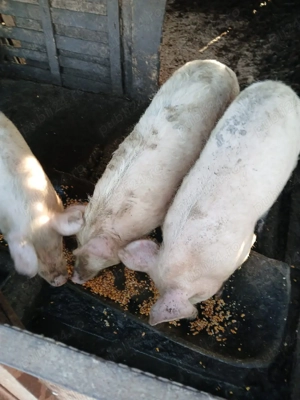 Vand Grasuni - imagine 2