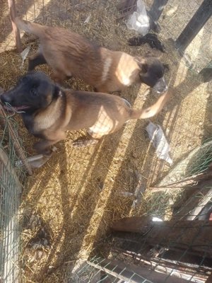 ciobanesc belgian  - imagine 4