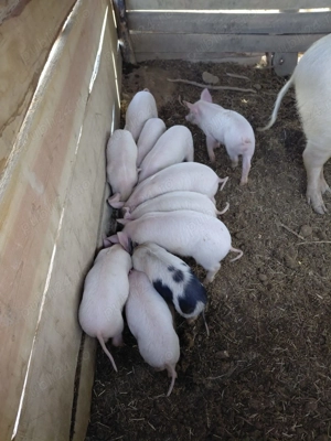 Purcei de vânzare  - imagine 2