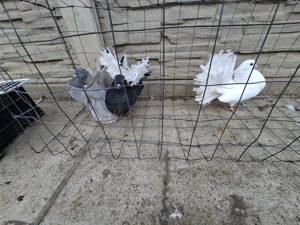 Vand porumbei voltați  - imagine 3