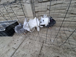 Vand porumbei voltați  - imagine 2