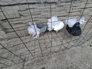 Vand porumbei voltați 