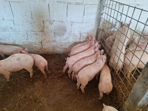 de vanzare purcei de 13 sapatamani rasa de carne manca uscat si laturi 