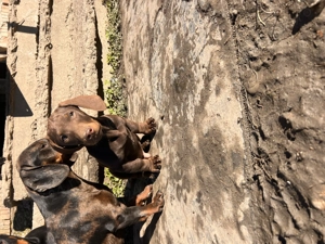 Tecke mascul,4 luni - imagine 2