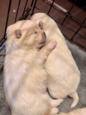 Pui Pomeranian Alb Crem   Născuți pe 6 Martie   