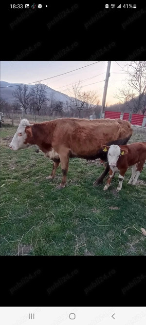 Vând 2 vaci, o juninca,  un vitel  - imagine 2