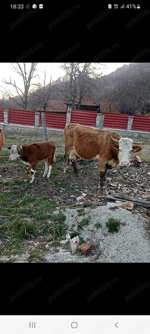 Vând 2 vaci, o juninca,  un vitel  - imagine 5