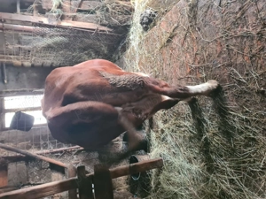 Vând 2 vaci, o juninca,  un vitel  - imagine 3