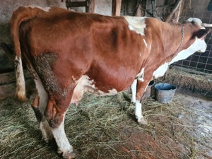 Vând 2 vaci, o juninca,  un vitel  - imagine 4