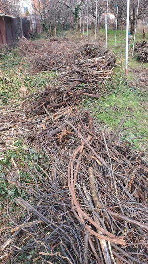 Ofer vreascuri (crengi uscate) pentru foc