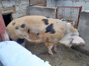 Vând  vier - imagine 2