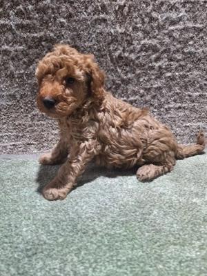 Pudel pitic  - imagine 2