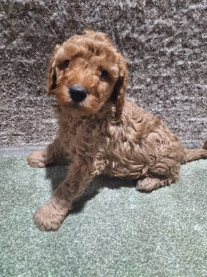 Pudel pitic  - imagine 4