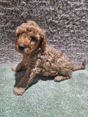 Pudel pitic  - imagine 5