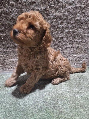 Pudel pitic  - imagine 3