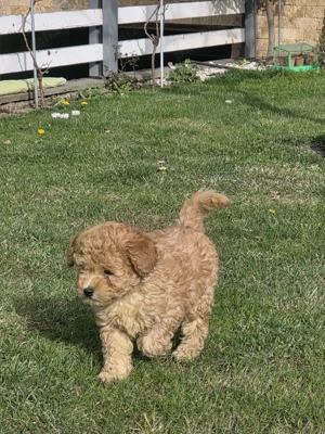 Băiețel Pudel Pitic (Caniche) - 8 săptămâni - Învățat la pled, părinți 5kg (Apricot & Maro) - imagine 4