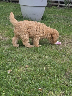Băiețel Pudel Pitic (Caniche) - 8 săptămâni - Învățat la pled, părinți 5kg (Apricot & Maro) - imagine 3