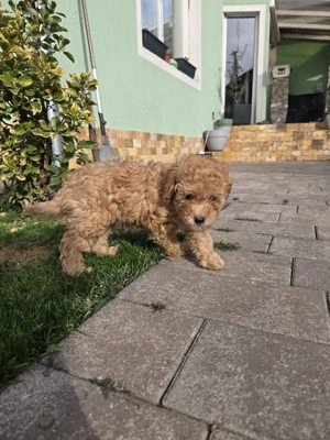 Băiețel Pudel Pitic (Caniche) - 8 săptămâni - Învățat la pled, părinți 5kg (Apricot & Maro) - imagine 2
