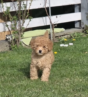 Băiețel Pudel Pitic (Caniche) - 8 săptămâni - Învățat la pled, părinți 5kg (Apricot & Maro) - imagine 5