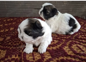 Shihtzu puiuți 