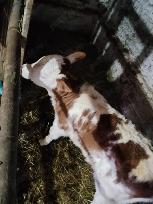 vand vaca cu vitea - imagine 3