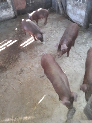 purcei de vinzare  - imagine 2