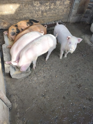 Vând 2 grasunasi la.alegere - imagine 2