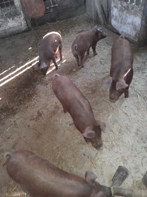 purcei de vinzare  - imagine 3