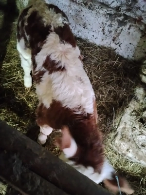 vand vaca cu vitea - imagine 2