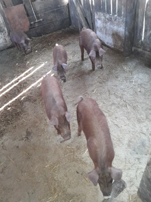 purcei de vinzare  - imagine 4