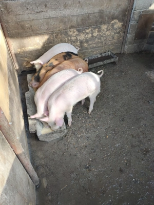 Vând 2 grasunasi la.alegere - imagine 3