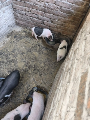 Vând purcei vietnamezi  - imagine 2