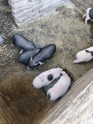 Vând purcei vietnamezi  - imagine 3