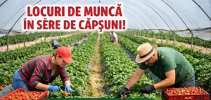 Cautam cupluri la  cules de capsuni 