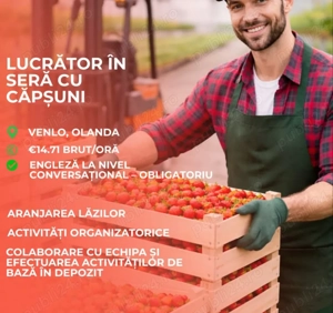 Angajăm cupluri  la ambalat ardei la.banda 