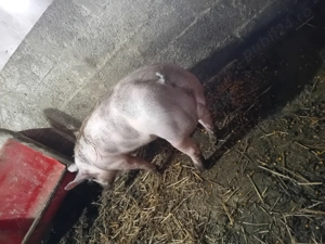 Vierut pietrain belgean