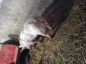 Vierut pietrain belgean - imagine 2