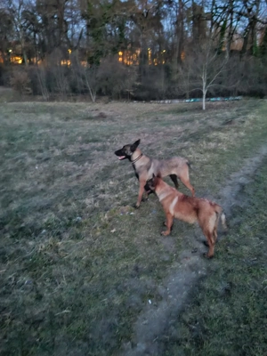 Ciobanesc belgian malinois 