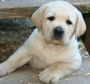 Labrador Retriever 