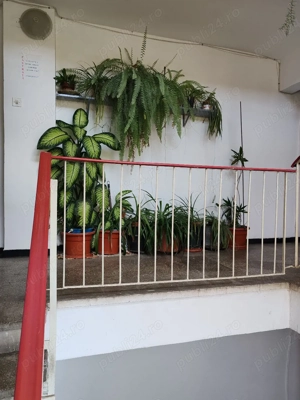 Drumul Sarii Razoare 