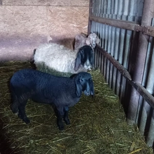 oaie la a doua fătare cu mieluță lângă ea 