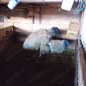 oaie la a doua fătare cu mieluță lângă ea  - imagine 3