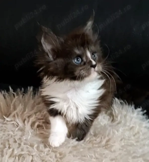 Maine Coon pisicuti cu Pedigree WCF-Magnificats-Felisa Timisoara - imagine 2