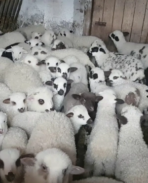 vand miei  - imagine 2